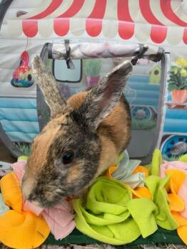 Harlequin Rabbits Available for Adoption - Demi | PetCurious