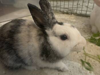 Rescue Bunny Rabbit Rabbits for Adoption in Wekiwa Springs, Florida - Brain (Bonded To Pinky) | PetCurious