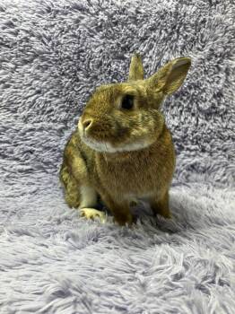 Bunny Rabbit Rabbits Available for Adoption in Montclair, California - Snickers | PetCurious