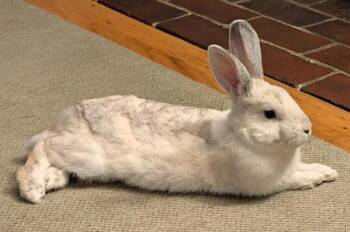 Ted -  American Rabbit for Adoption in Lowell, Massachusetts - Ted | PetCurious