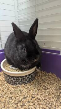 Rescue Mini Lop Rabbits for Adoption in Benton Harbor, Michigan - Blackbird | PetCurious