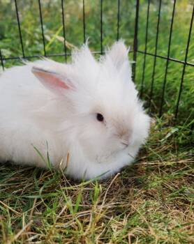 Marshmallow, Mango, Spot, Smokey and Flop -  Lionhead and Holland Lop Rabbit for Adoption in Roberts Creek, British Columbia - Marshmallow, Mango, Spot, Smokey And Flop | PetCurious