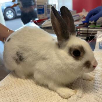 Gris -  Bunny Rabbit Rabbit for Adoption in Napa, California - Gris | PetCurious