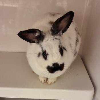 Yuki -  Dutch Rabbit for Adoption in Dayton, Ohio - Yuki | PetCurious