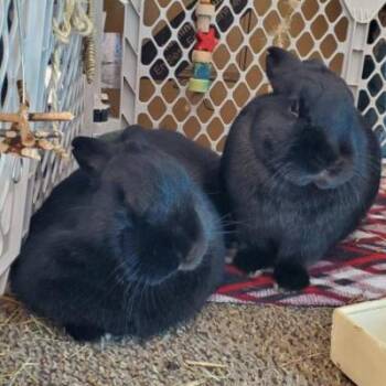 Benji -  Silver Fox Rabbit for Adoption in Kalamazoo, Michigan - Benji | PetCurious