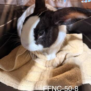 Oreo -  Dutch Rabbit for Adoption in Winston-salem, North Carolina - Oreo | PetCurious