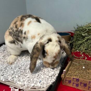 Mini Lop and Rex Rabbits Available for Adoption - Hunny *Available Soon* | PetCurious