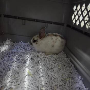 Peppermint -  Harlequin Rabbit for Adoption in Walker, Michigan - Peppermint | PetCurious