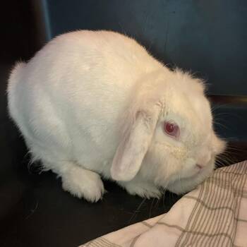 Bunnifer Anniston -  Holland Lop Rabbit for Adoption in Pasadena, California - Bunnifer Anniston | PetCurious