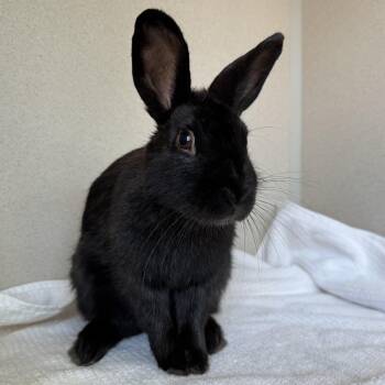 Nancy Drew -  American Rabbit for Adoption in Eatontown, New Jersey - Nancy Drew | PetCurious