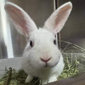 Magician -  American Rabbit for Adoption in San Diego, California - Magician | PetCurious