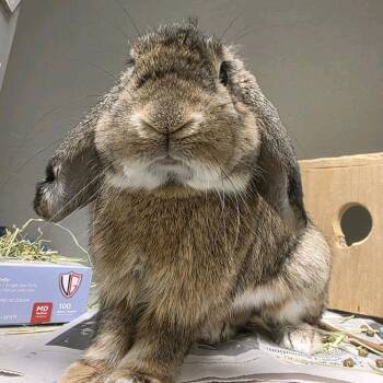 Stan Darsh -  Holland Lop Rabbit for Adoption in Pittsburgh, Pennsylvania - Stan Darsh | PetCurious