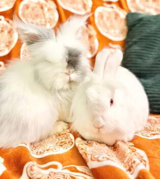 Rescue Angora Rabbit and Lionhead Rabbits for Adoption in Saint Charles, Missouri - Yogurt & Gogurt | PetCurious