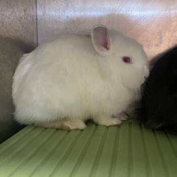 Clover -  Lionhead Rabbit for Adoption in Winston-salem, North Carolina - Clover | PetCurious