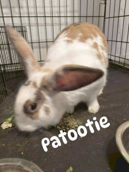 Rescue Rhinelander Rabbits for Adoption in Paradis, Louisiana - Patootie | PetCurious