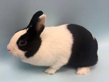 Franny -  Dwarf and Bunny Rabbit Rabbit for Adoption in Woodbury, Minnesota - Franny | PetCurious