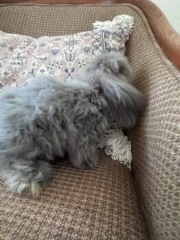 Bean -  Bunny Rabbit Rabbit for Adoption in Naples, Florida - Bean | PetCurious