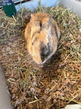 FOREST -  Bunny Rabbit Rabbit for Adoption in Frisco, Colorado - FOREST | PetCurious