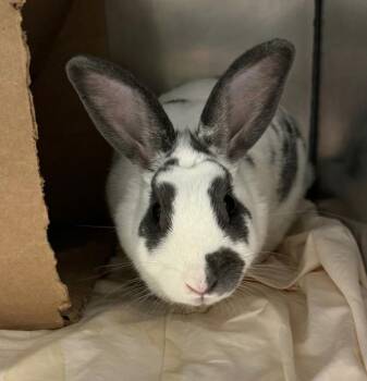 Bugs -  Bunny Rabbit Rabbit for Adoption in Oakville, Ontario - Bugs | PetCurious