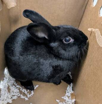 Rescue American Rabbits for Adoption in Houston, Texas - Pastor | PetCurious