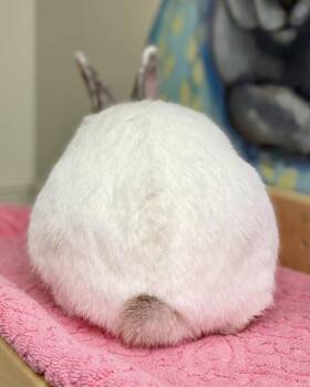 Bunzo -  Bunny Rabbit Rabbit for Adoption in Novato, California - Bunzo | PetCurious