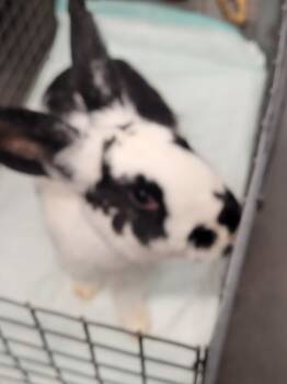 Rescue American Rabbits for Adoption in Clarksville, Tennessee - Oreo | PetCurious