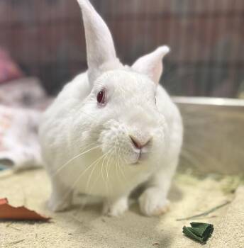Nieve -  American Rabbit for Adoption in Alexandria, Virginia - Nieve | PetCurious