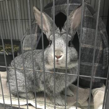 Parcheesi -  Chinchilla Rabbit for Adoption in Manchester, New Hampshire - Parcheesi | PetCurious