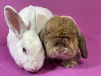 Rescue Holland Lop Rabbits for Adoption in Saint Charles, Missouri - Bread And Butter | PetCurious