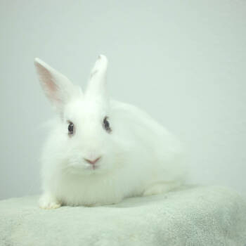 Rescue Lionhead Rabbits for Adoption in San Diego, California - Sugar | PetCurious