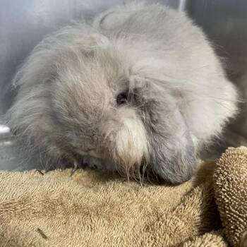 Skrunkly -  Bunny Rabbit Rabbit for Adoption in Allentown, Pennsylvania - Skrunkly | PetCurious