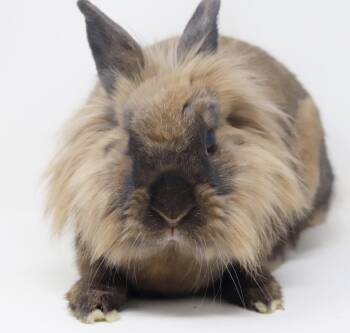 Lionhead Rabbits Available for Adoption - Eve Is Even More Precious In Person! SPAYED And INCREDIBLE - Soo | PetCurious