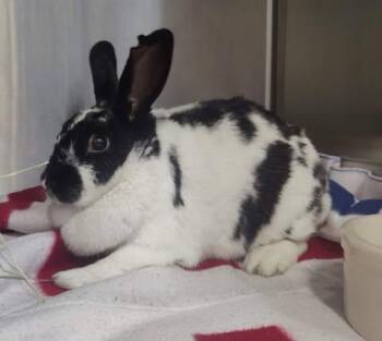 Jessica -  Rex Rabbit for Adoption in Fruit Heights, Utah - Jessica | PetCurious