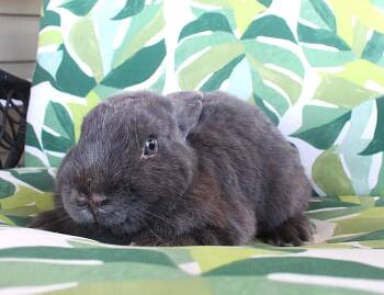 Havana Rabbits Available for Adoption - Blue | PetCurious