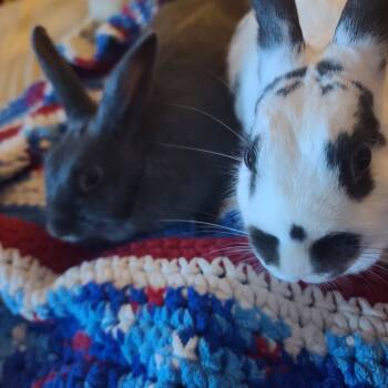 Rescue Bunny Rabbit Rabbits for Adoption in Gansevoort, New York - Scarlett | PetCurious