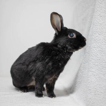 Havana Rabbits Available for Adoption - Scout | PetCurious