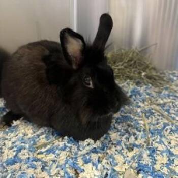 Rescue American Rabbits for Adoption in Phoenixville, Pennsylvania - Morticia | PetCurious