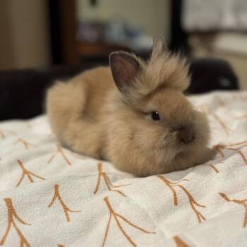 Lionhead Rabbits Available for Adoption in Philadelphia, Pennsylvania - Cynnabunn | PetCurious