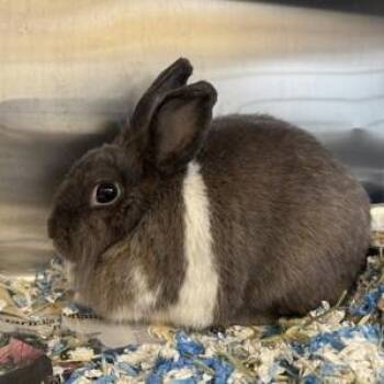Rescue American Rabbits for Adoption in Phoenixville, Pennsylvania - Candy Corn | PetCurious