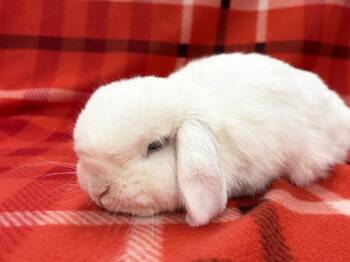 Delta -  Holland Lop Rabbit for Adoption in Westford, Massachusetts - Delta | PetCurious