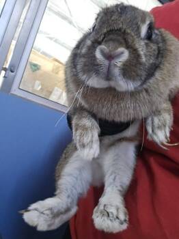 JENNY -  Bunny Rabbit Rabbit for Adoption in San Bernardino, California - JENNY | PetCurious