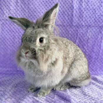 Rescue Bunny Rabbit Rabbits for Adoption in Camarillo, California - GNOME | PetCurious