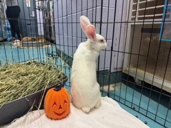 Rescue Bunny Rabbit Rabbits for Adoption in New York, New York - Binklesworth | PetCurious