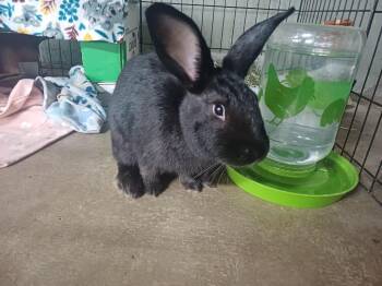 Bunny Rabbit Rabbits Available for Adoption in Las Vegas, Nevada - Ebony (PEN 7) | PetCurious