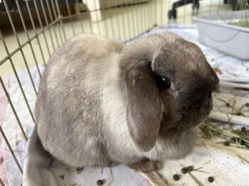 Mini Lop Rabbits Available for Adoption in Santa Cruz, California - MISS PUFF* | PetCurious