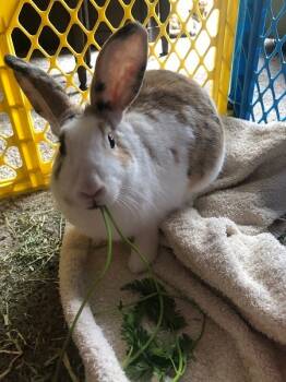 Rescue Bunny Rabbit Rabbits for Adoption in Santa Cruz, California - Valerie | PetCurious