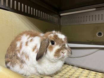 Willow -  Lop Eared Rabbit for Adoption in Pflugerville, Texas - Willow | PetCurious