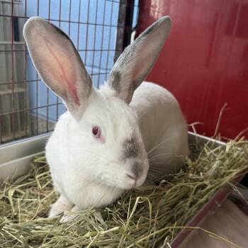Rescue Californian Rabbits for Adoption in Boston, Massachusetts - TROLLI | PetCurious