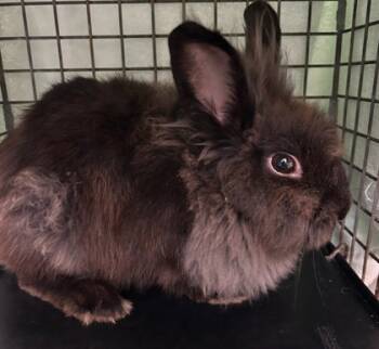 Rescue American Rabbits for Adoption in Honolulu, Hawaii - 58741026 | PetCurious