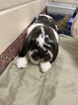Hagrid-Companion To Dumbledore -  Holland Lop Rabbit for Adoption in Stratham, New Hampshire - Hagrid-Companion To Dumbledore | PetCurious